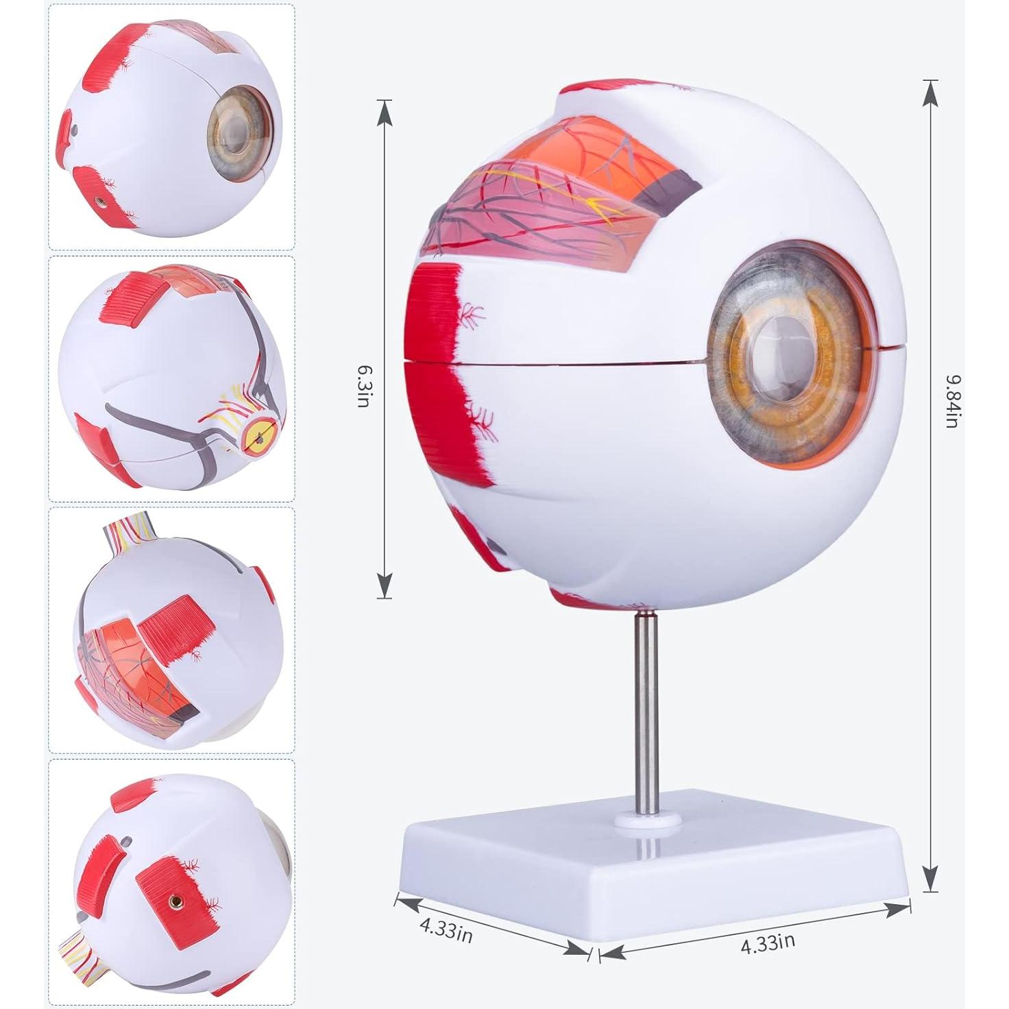 Modelo de Anatomía del Ojo Humano Healthible 27cm Removible