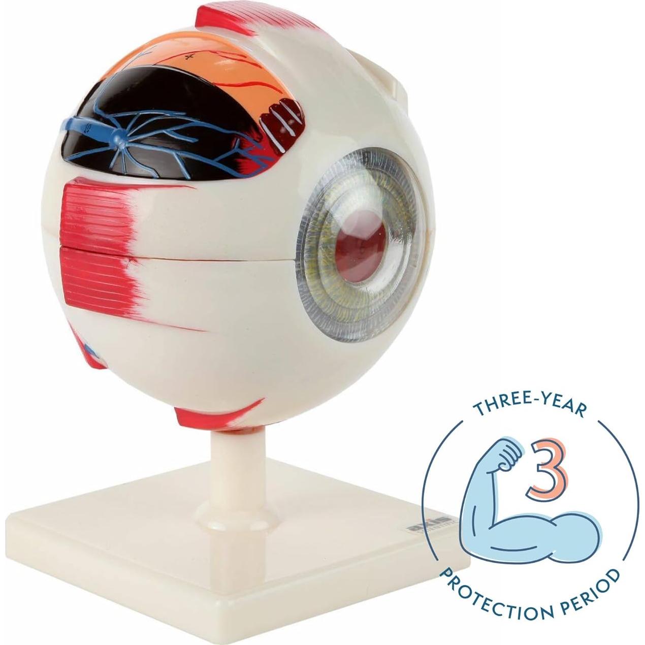 Modelo Ocular Anatómico Ampliado 5X Axis Scientific 7 Partes