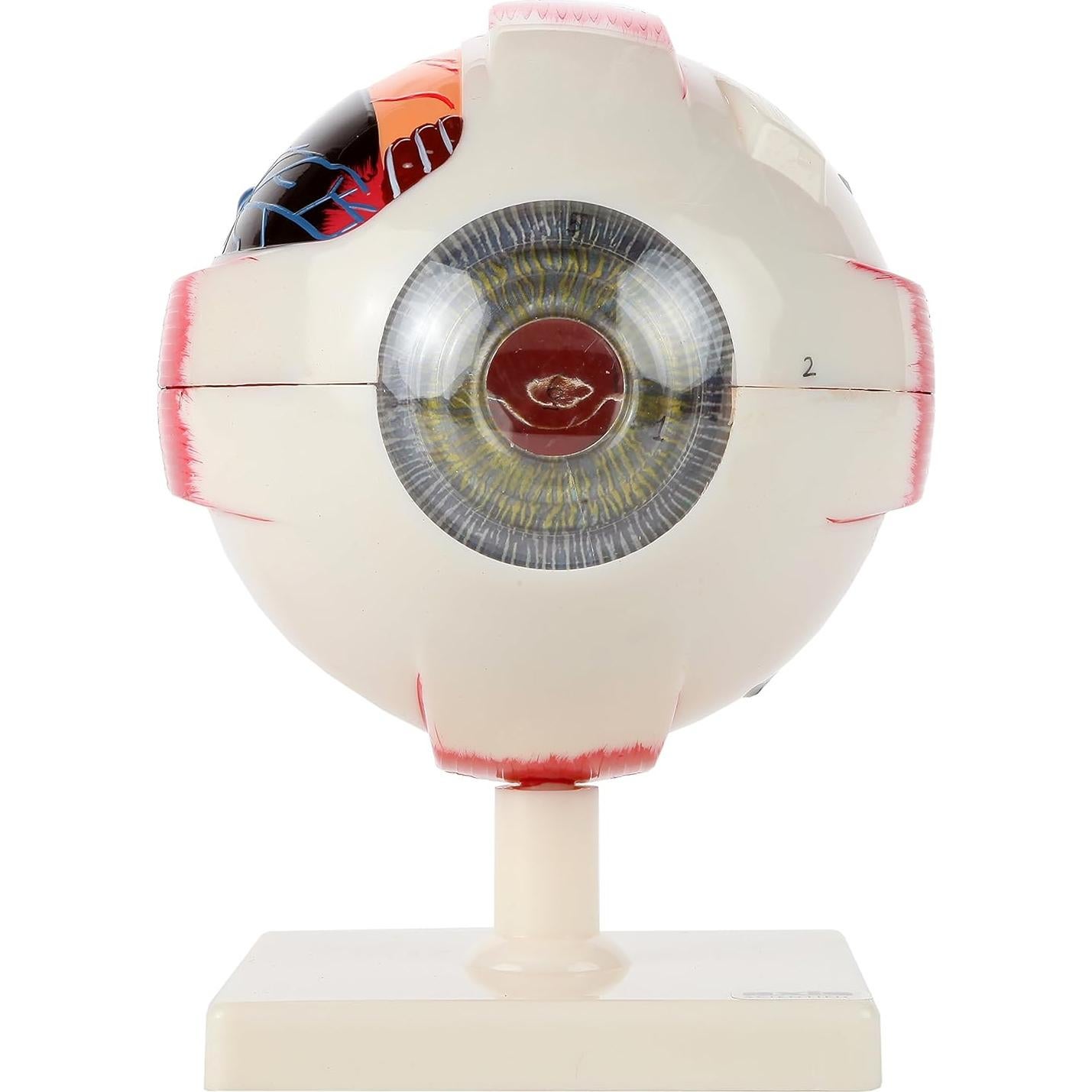 Modelo Ocular Anatómico Ampliado 5X Axis Scientific 7 Partes