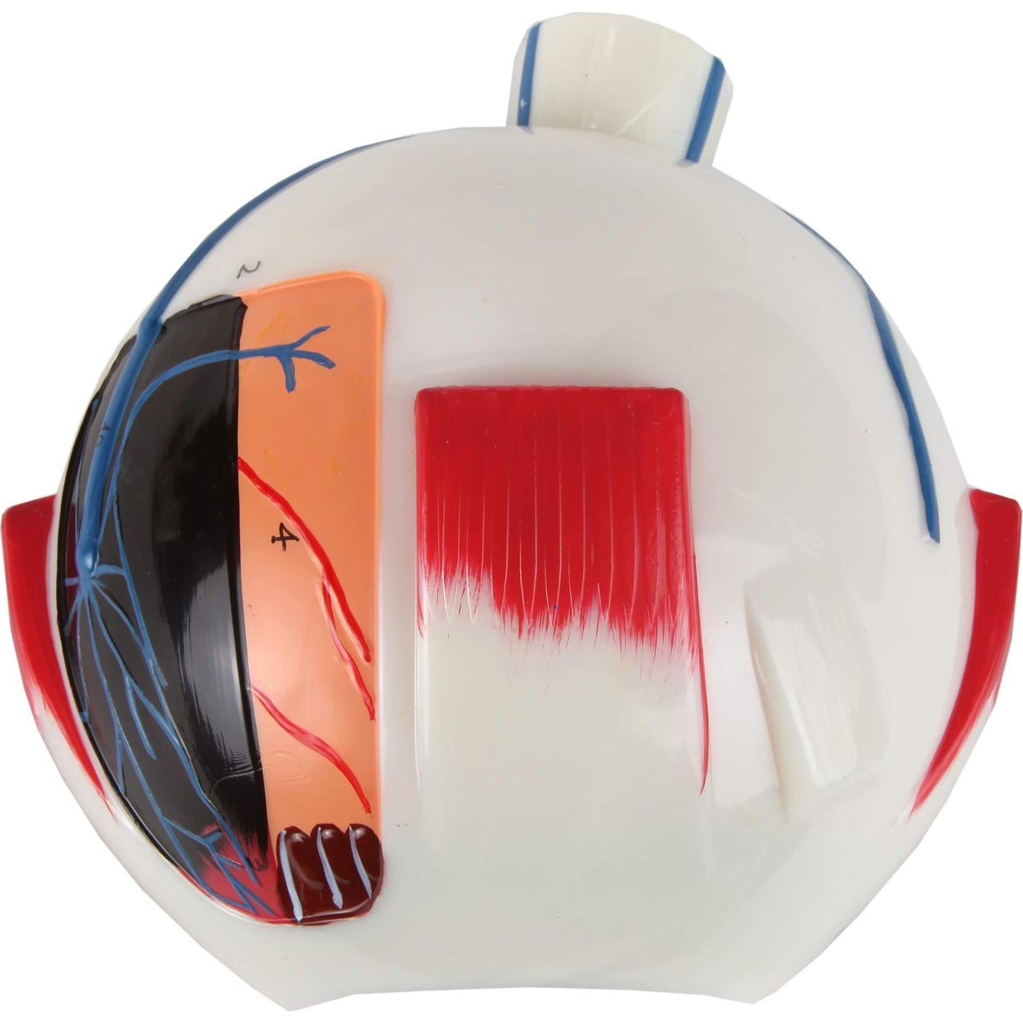 Modelo Ocular Anatómico Ampliado 5X Axis Scientific 7 Partes