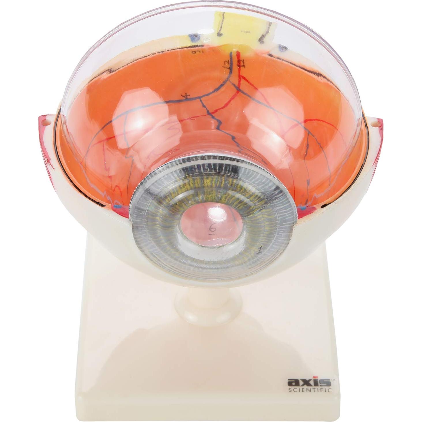 Modelo Ocular Anatómico Ampliado 5X Axis Scientific 7 Partes