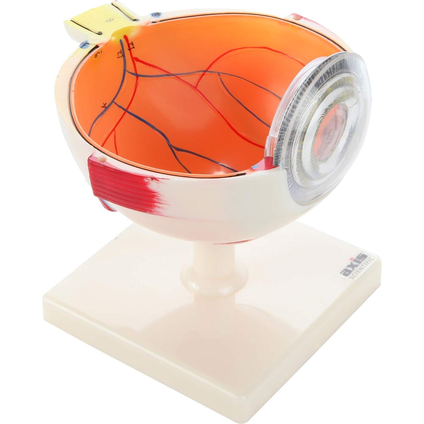 Modelo Ocular Anatómico Ampliado 5X Axis Scientific 7 Partes