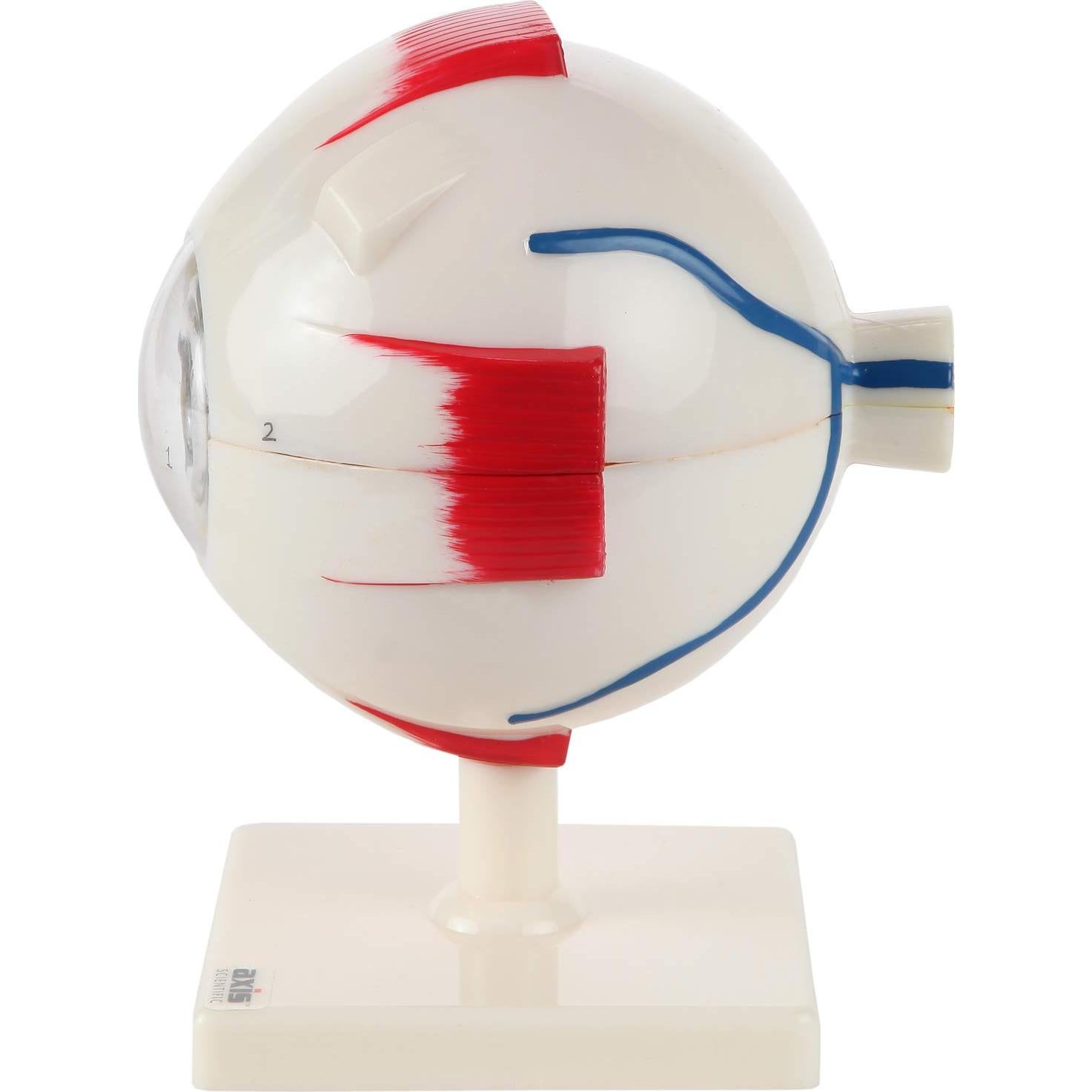Modelo Ocular Anatómico Ampliado 5X Axis Scientific 7 Partes