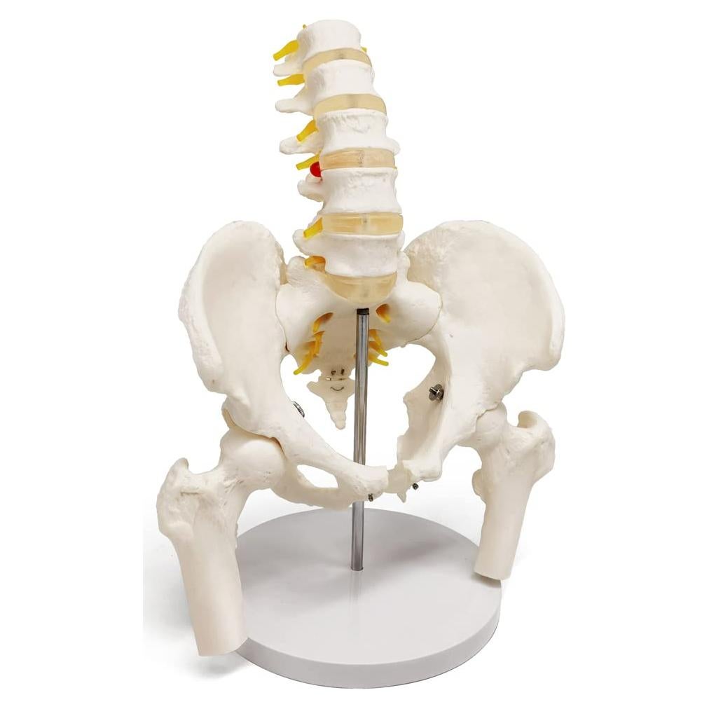 Modelo de Pelvis Masculina Evotech Scientific 37x24 cm