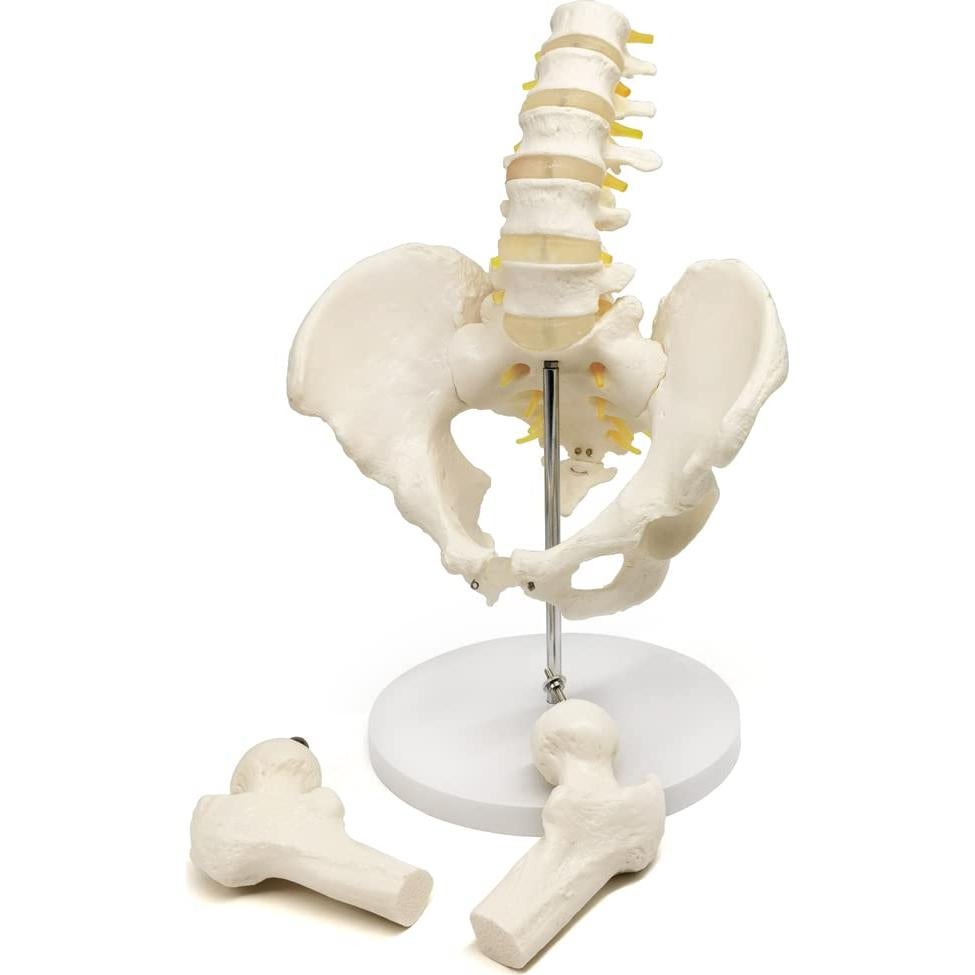 Modelo de Pelvis Masculina Evotech Scientific 37x24 cm