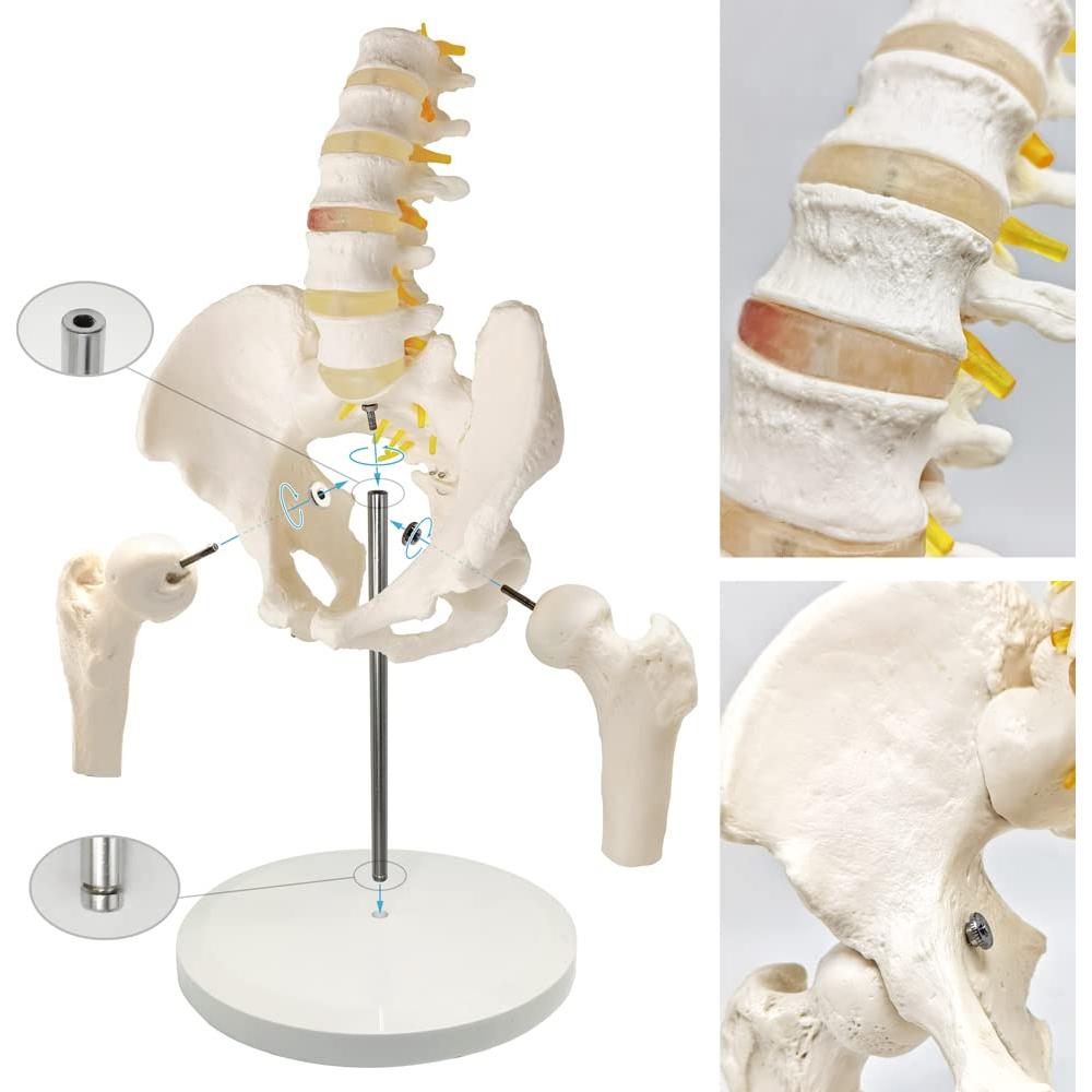 Modelo de Pelvis Masculina Evotech Scientific 37x24 cm