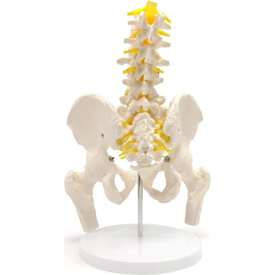 Modelo de Pelvis Masculina Evotech Scientific 37x24 cm