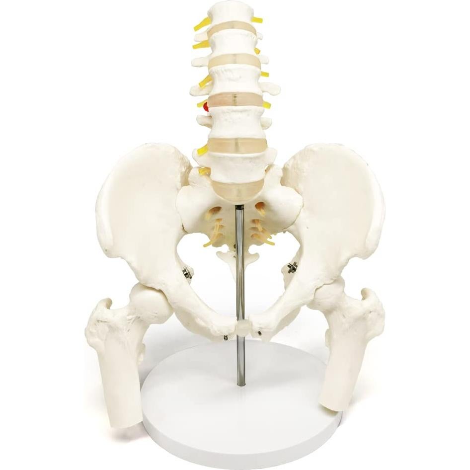 Modelo de Pelvis Masculina Evotech Scientific 37x24 cm