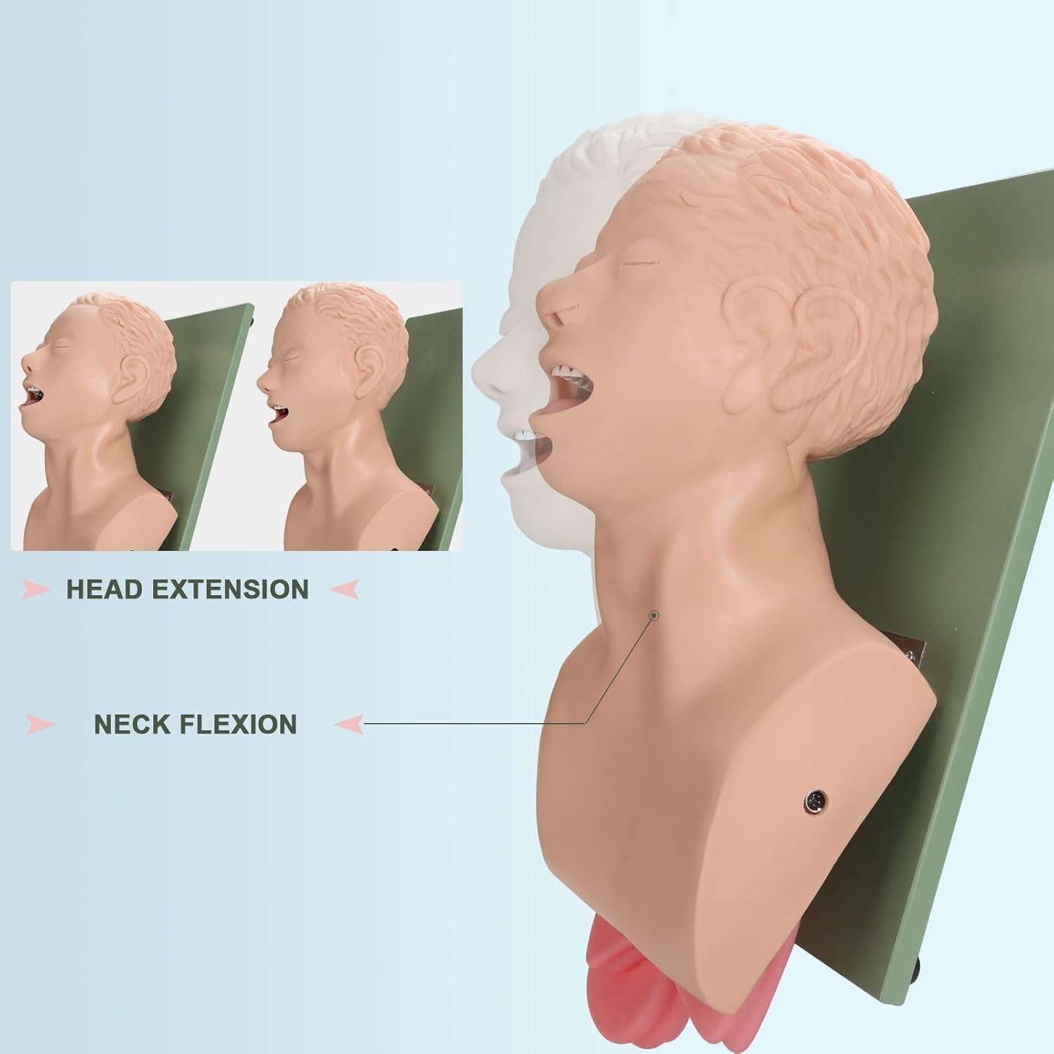 Simulador de Intubación Endotraqueal Healthible - Maniquí Adulto PVC
