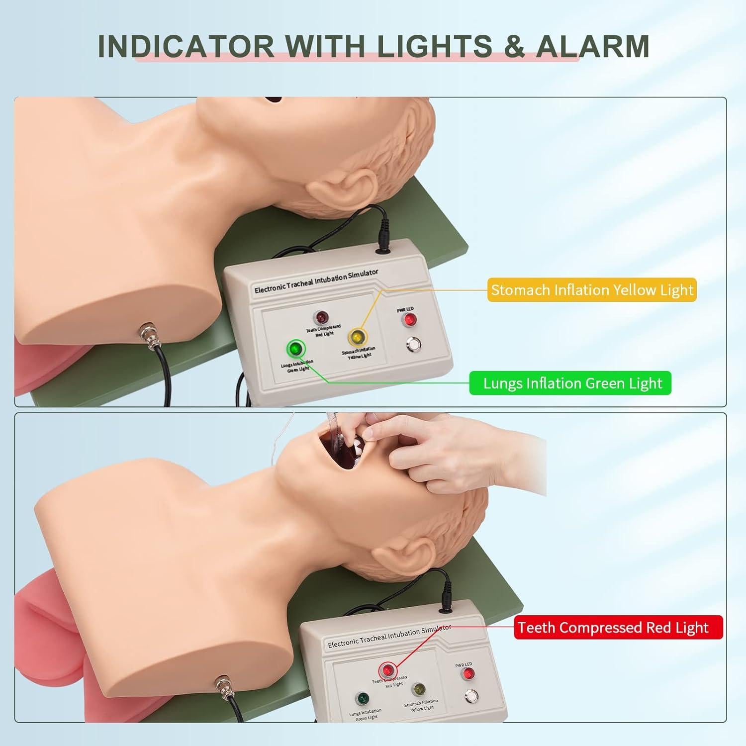 Simulador de Intubación Endotraqueal Healthible - Maniquí Adulto PVC