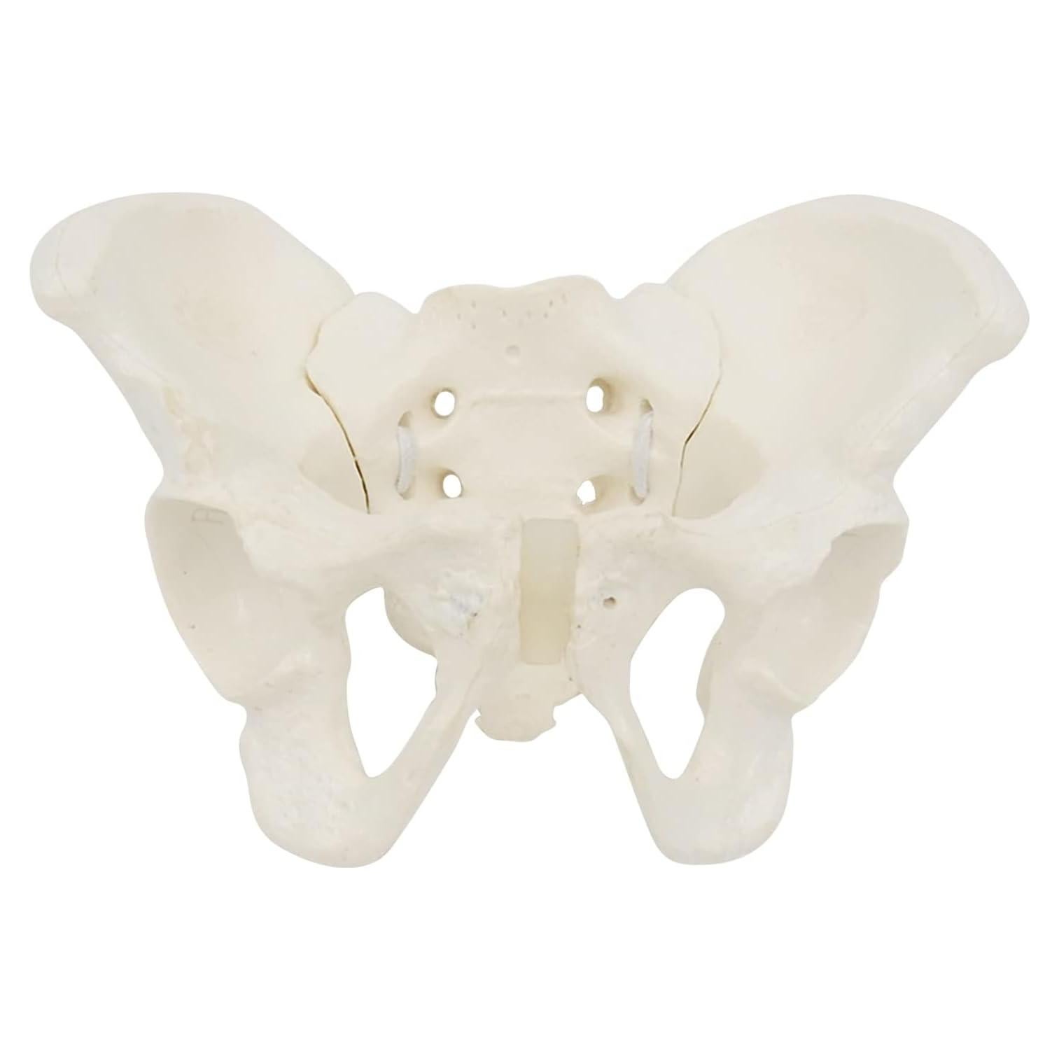 Modelo de Pelvis Femenina EINCORN 15x13x7cm Flexible PVC