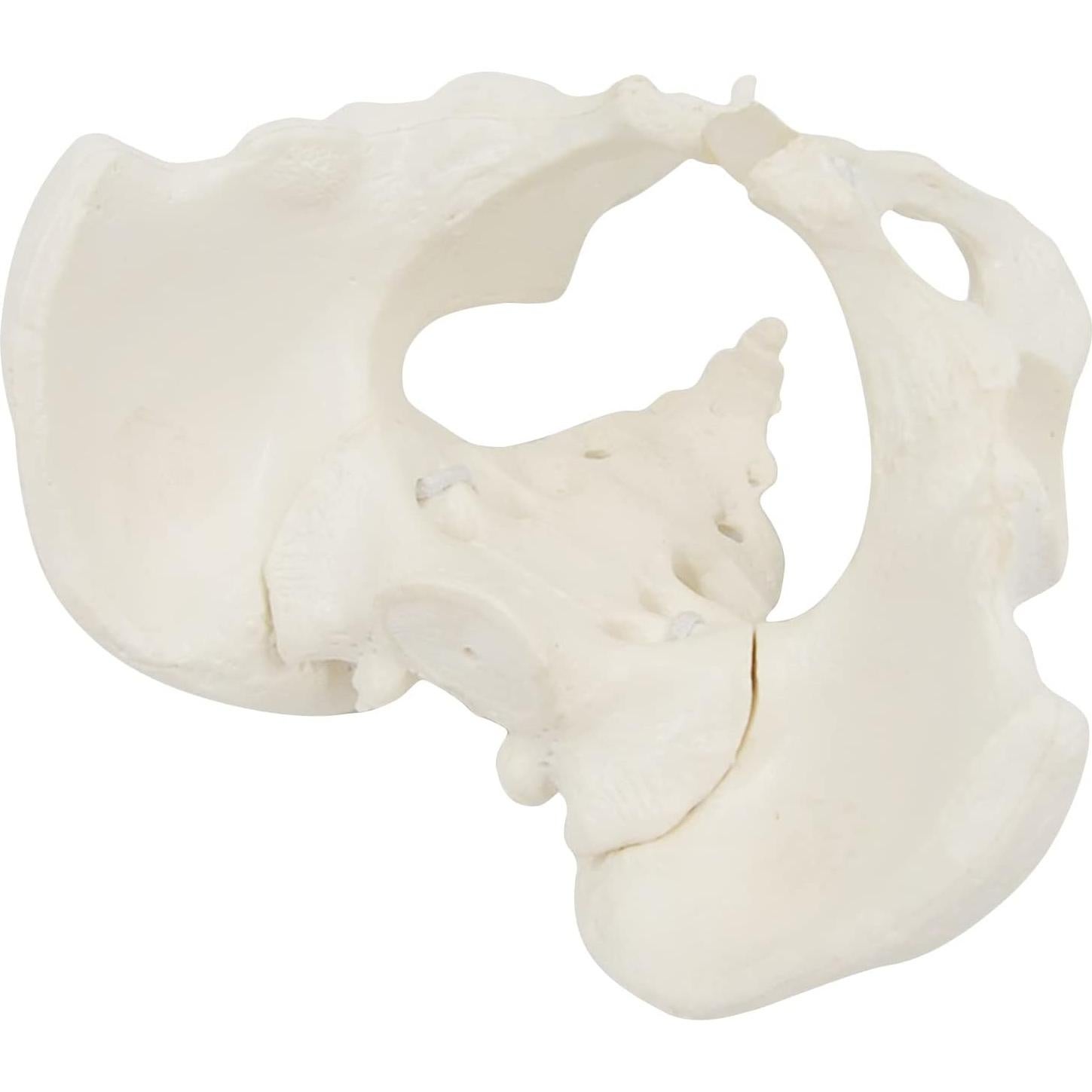 Modelo de Pelvis Femenina EINCORN 15x13x7cm Flexible PVC