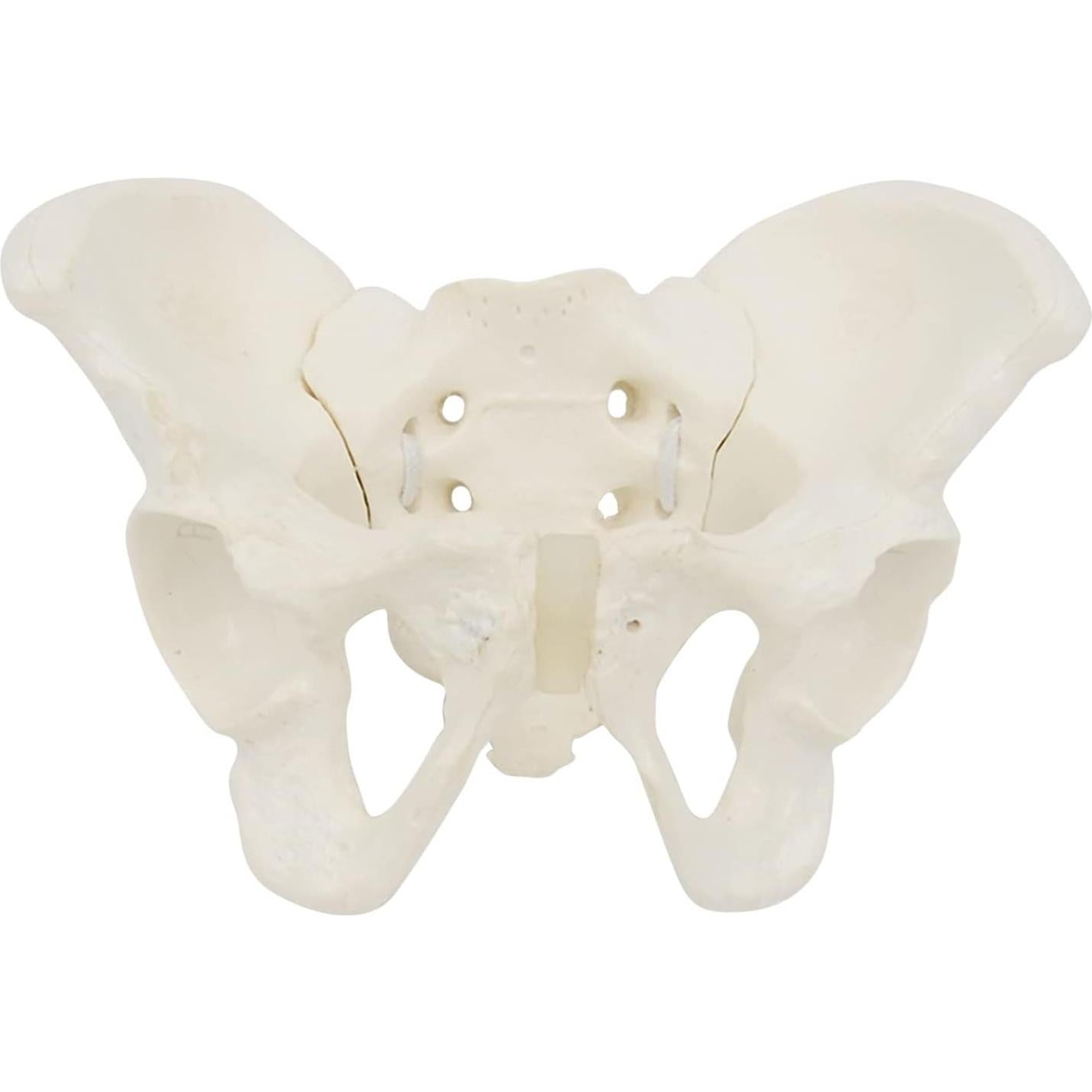 Modelo de Pelvis Femenina EINCORN 15x13x7cm Flexible PVC