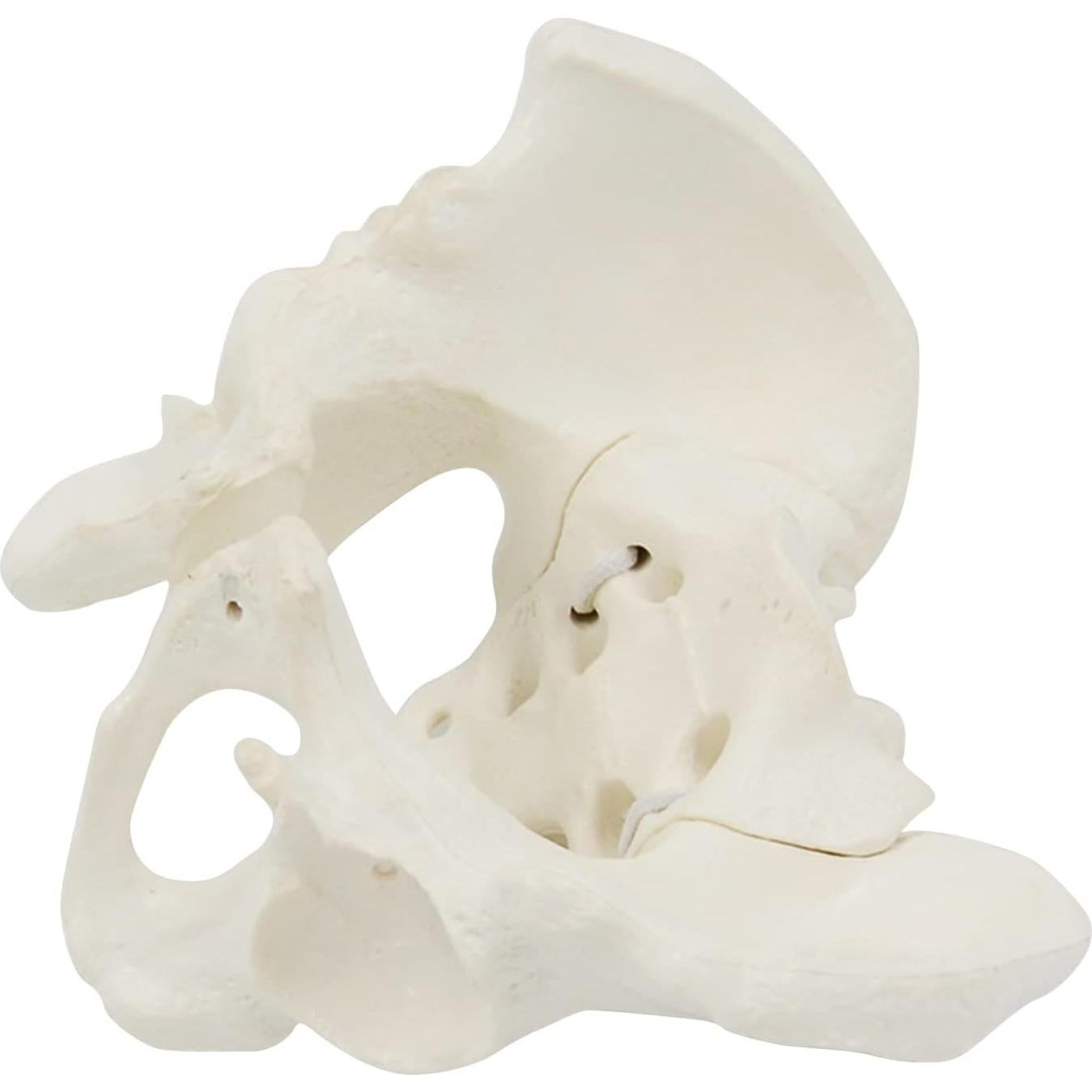 Modelo de Pelvis Femenina EINCORN 15x13x7cm Flexible PVC