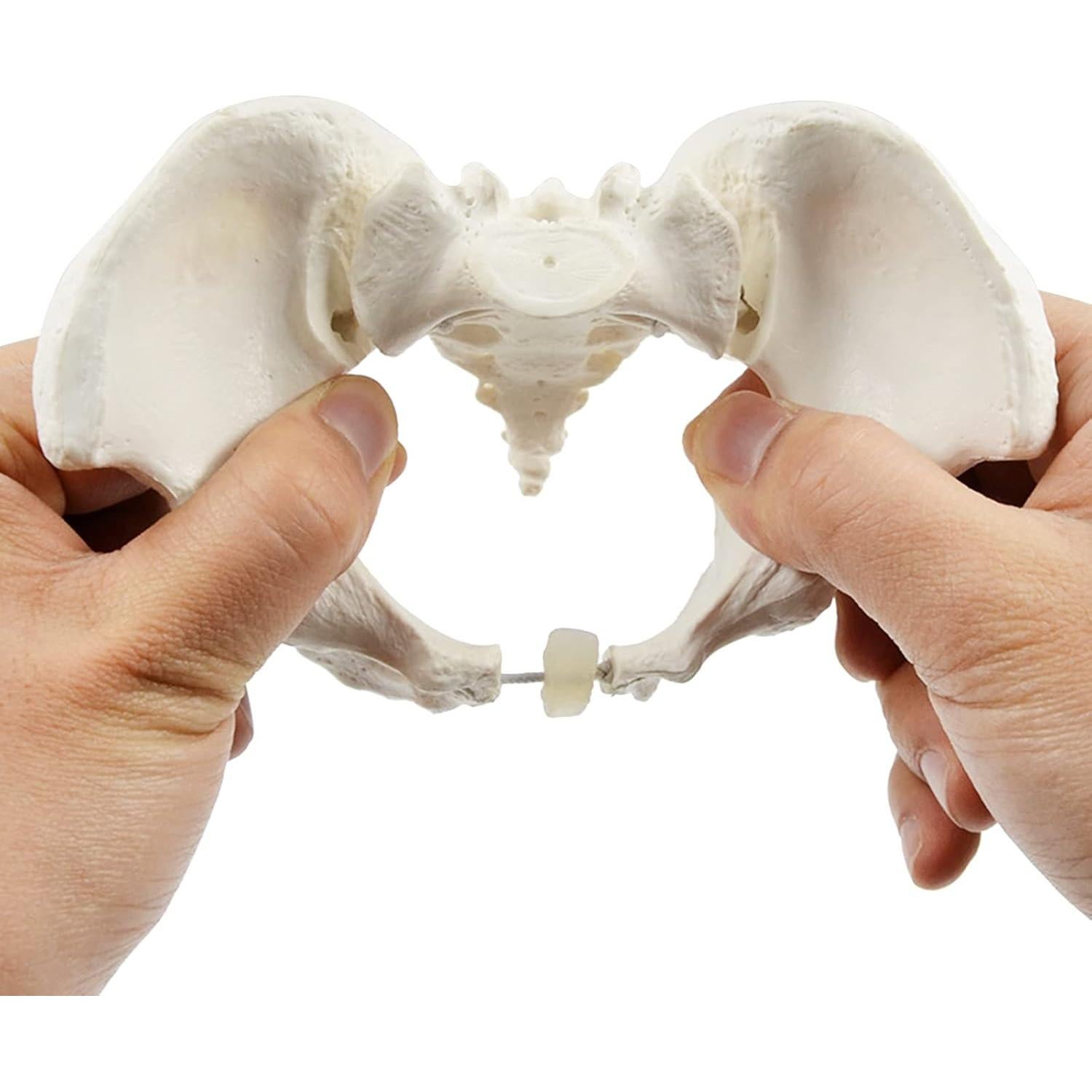 Modelo de Pelvis Femenina EINCORN 15x13x7cm Flexible PVC