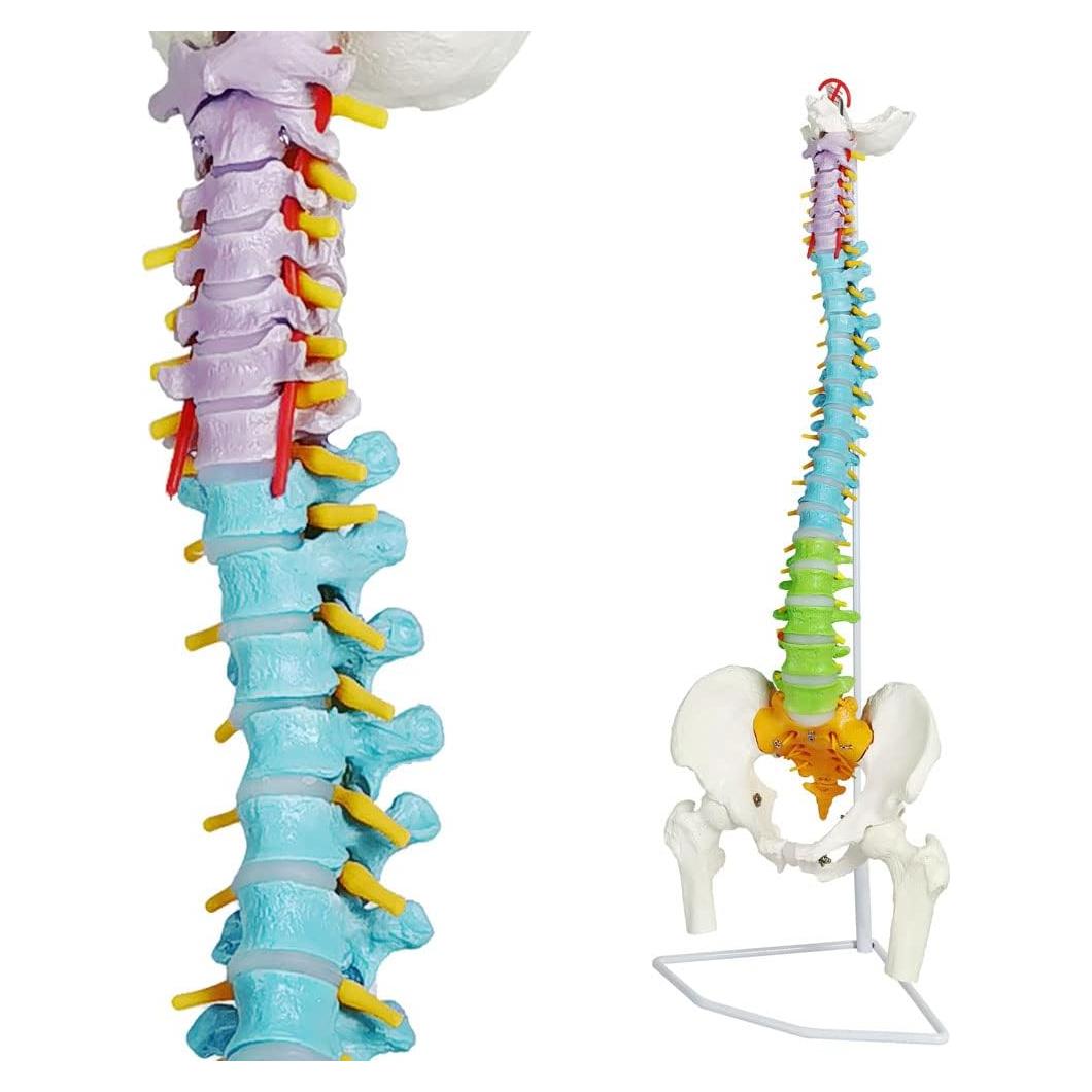 Modelo Columna Vertebral Humana New Horizon 86.4 cm Flexible