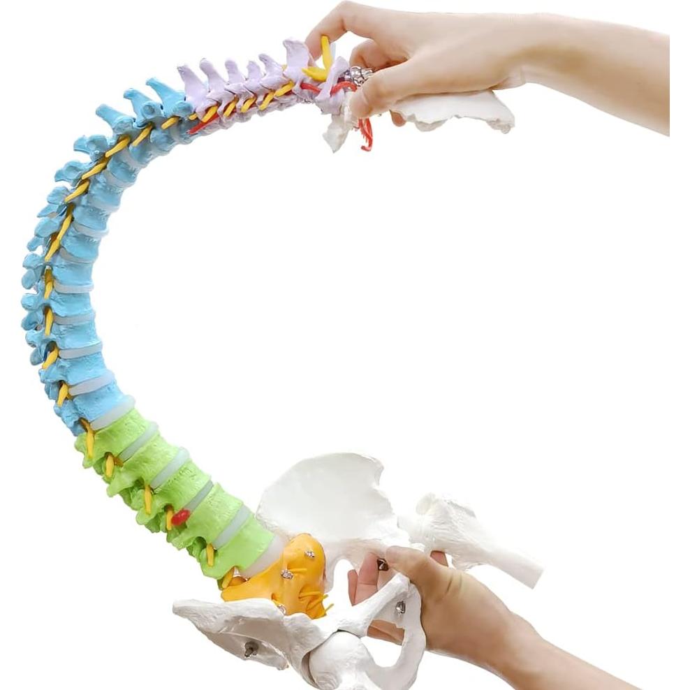 Modelo Columna Vertebral Humana New Horizon 86.4 cm Flexible