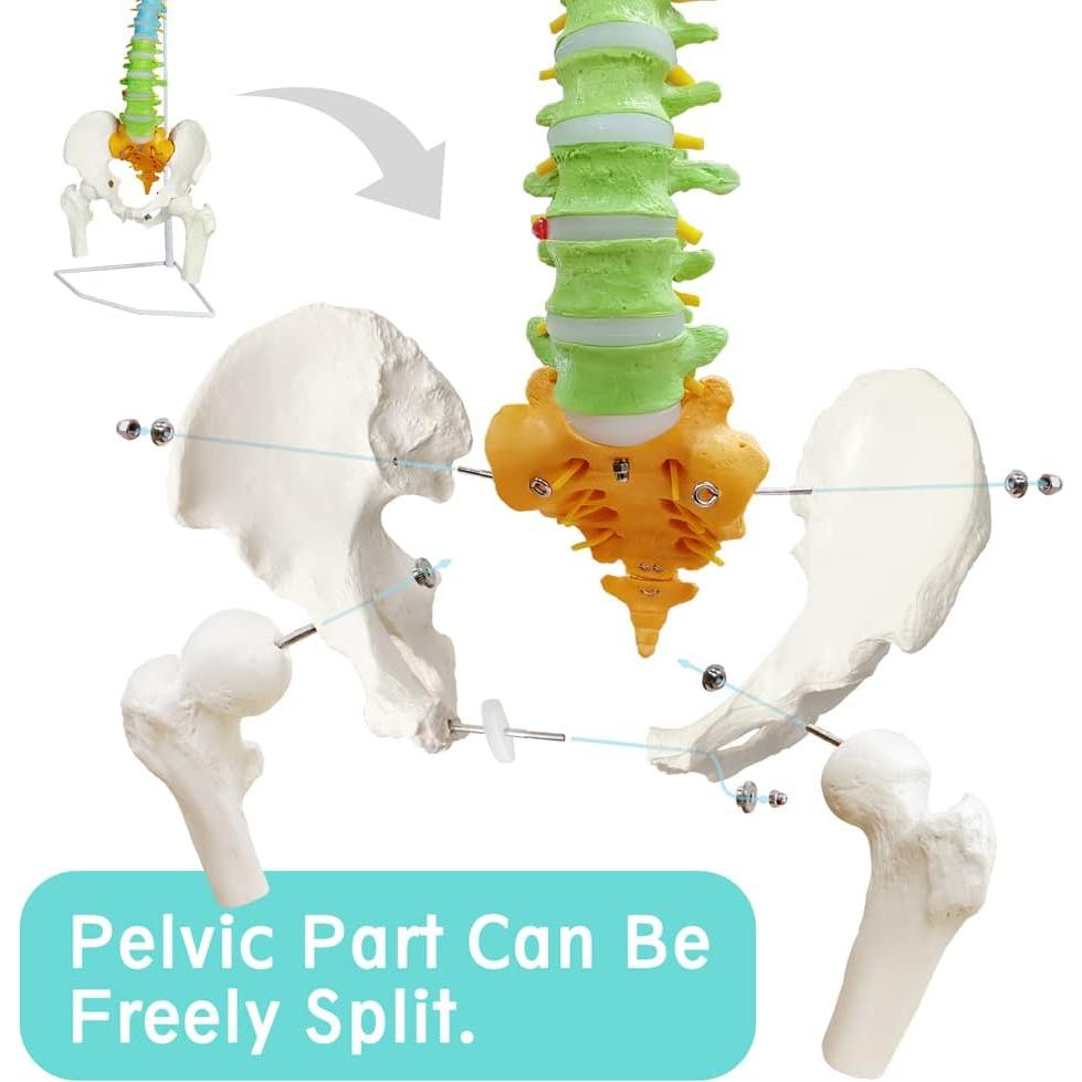 Modelo Columna Vertebral Humana New Horizon 86.4 cm Flexible