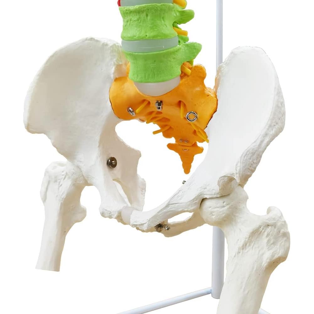 Modelo Columna Vertebral Humana New Horizon 86.4 cm Flexible