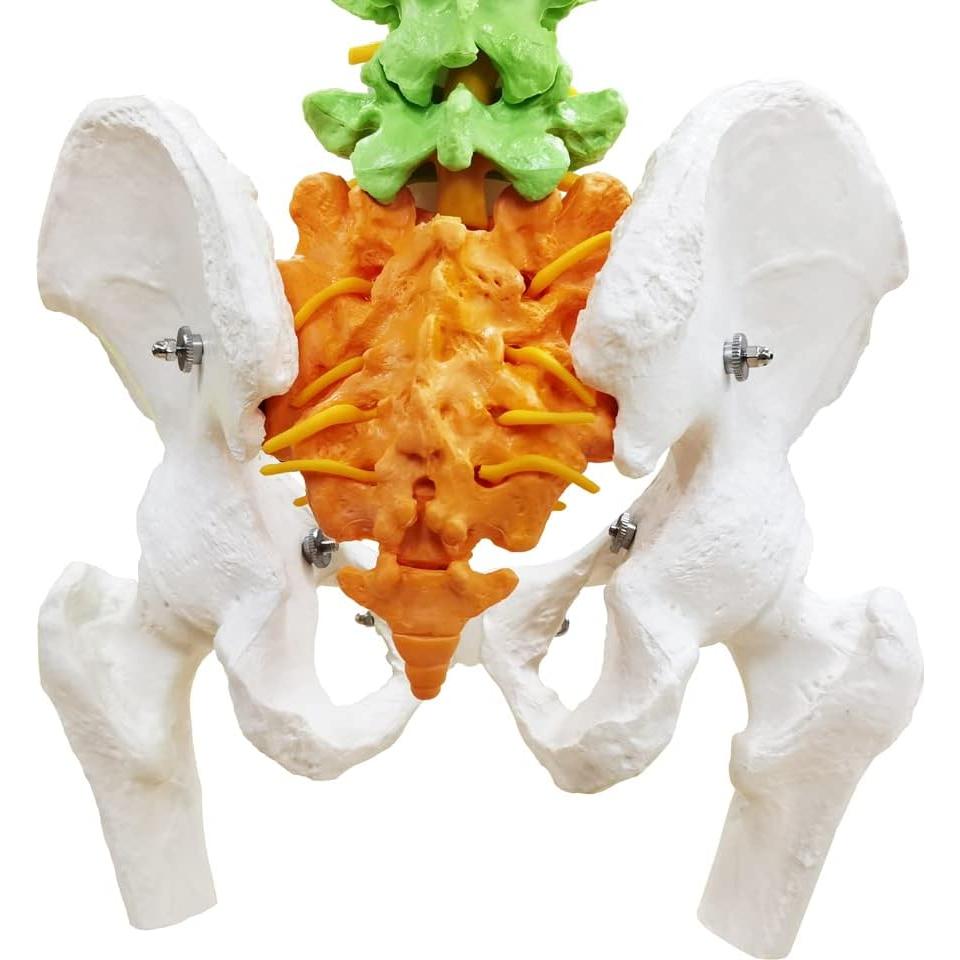 Modelo Columna Vertebral Humana New Horizon 86.4 cm Flexible