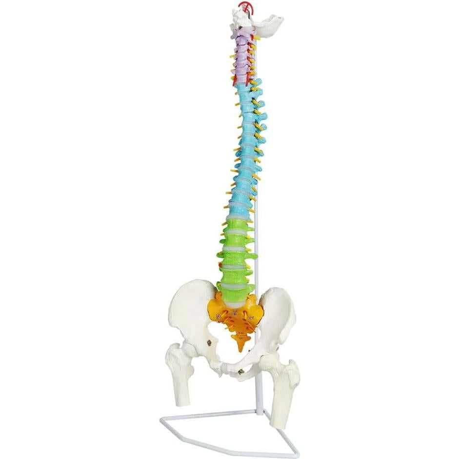 Modelo Columna Vertebral Humana New Horizon 86.4 cm Flexible