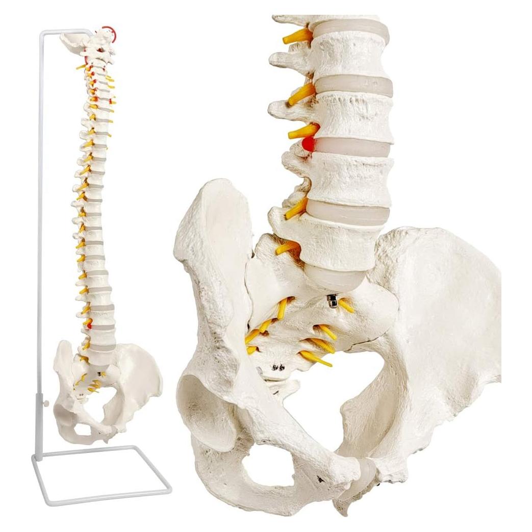 Modelo de Columna Vertebral New-Horizon 73.7cm con Soporte