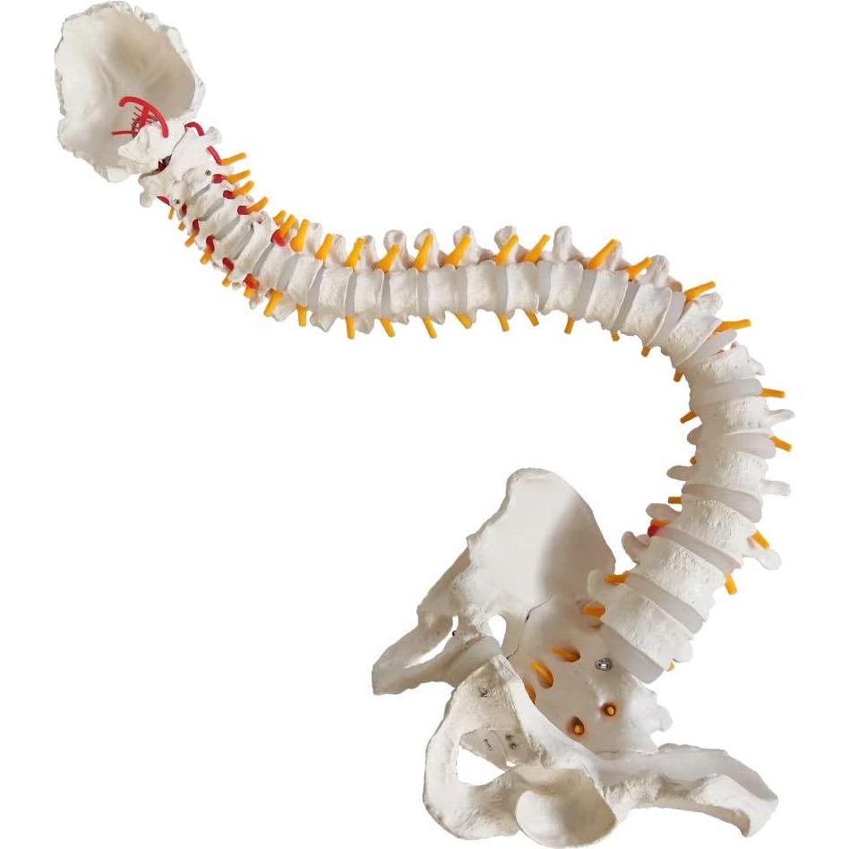 Modelo de Columna Vertebral New-Horizon 73.7cm con Soporte