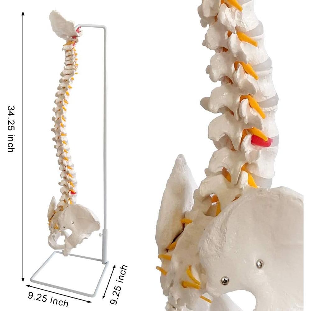 Modelo de Columna Vertebral New-Horizon 73.7cm con Soporte