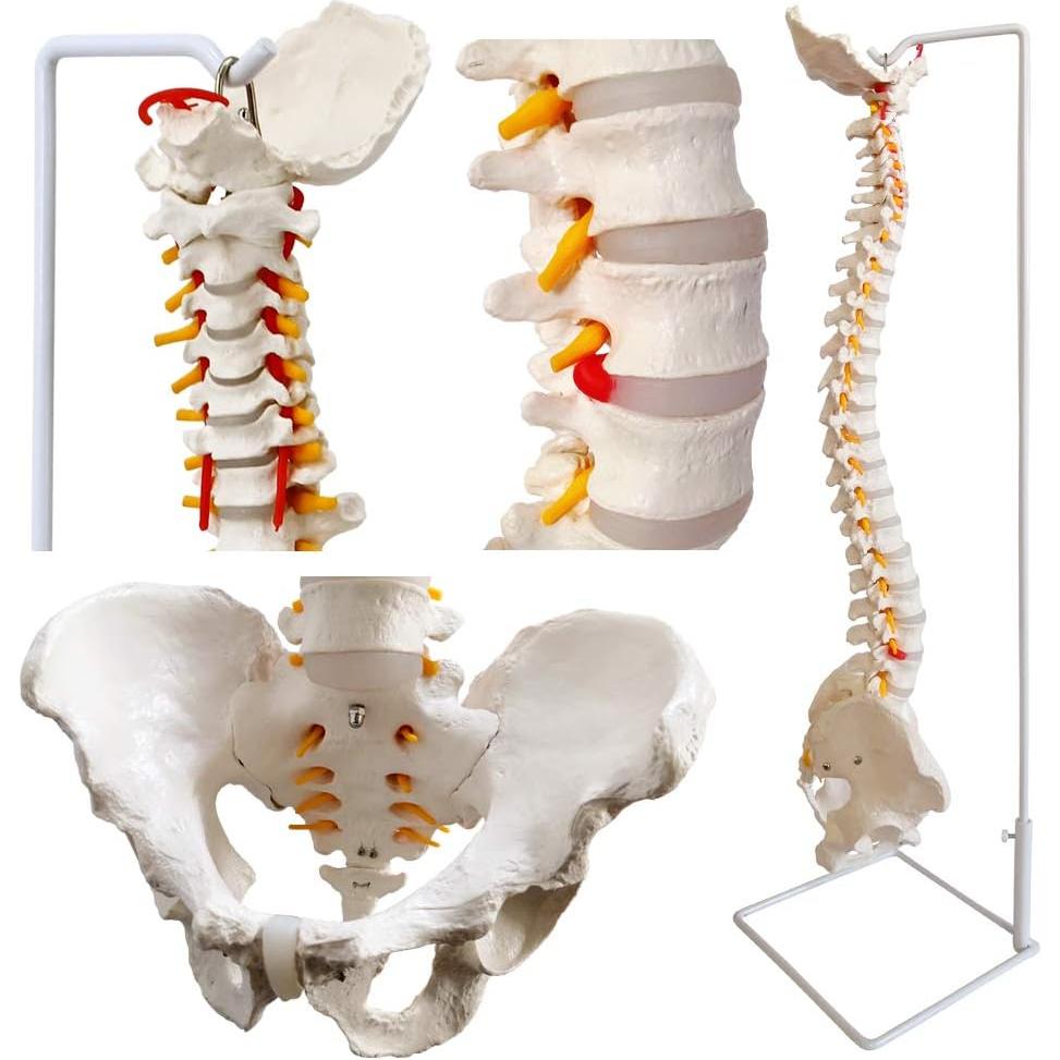 Modelo de Columna Vertebral New-Horizon 73.7cm con Soporte