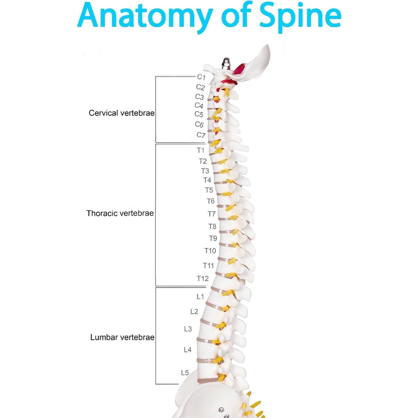 Modelo Mini Columna Vertebral Humana Breesky 43 cm con Soporte