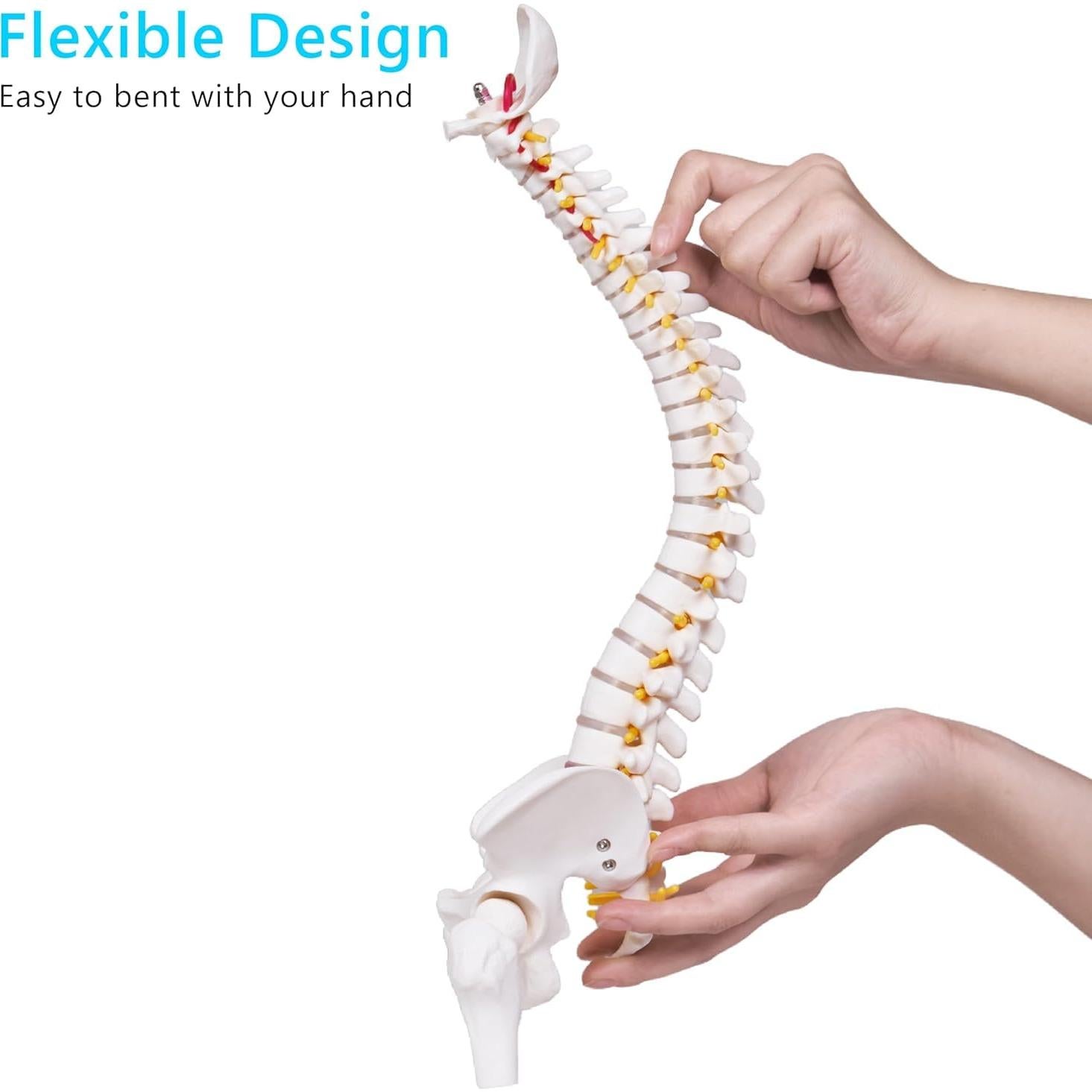 Modelo Mini Columna Vertebral Humana Breesky 43 cm con Soporte