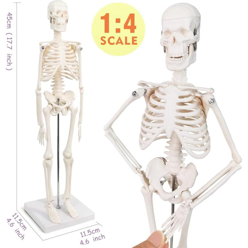 Modelo de Esqueleto Humano Mini 45 cm Benilev con Soporte