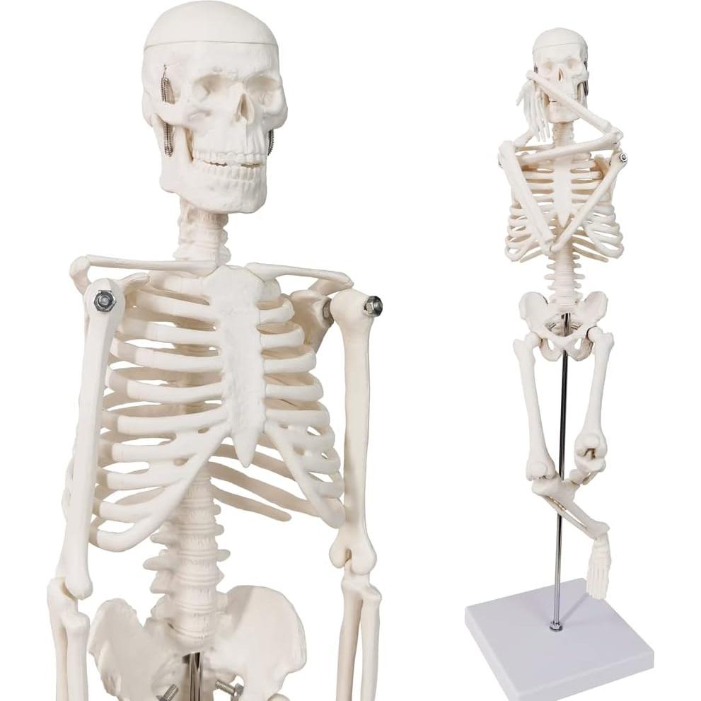 Modelo de Esqueleto Humano Mini 45 cm Benilev con Soporte