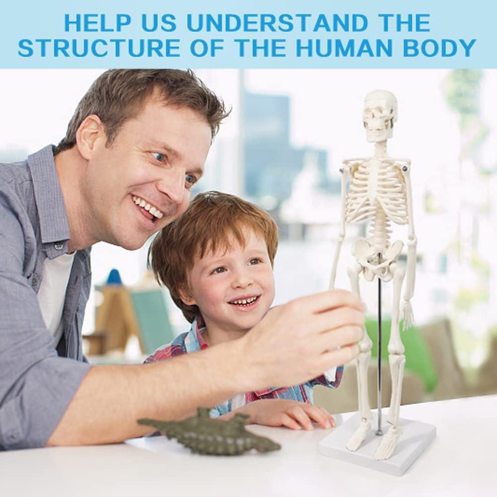 Modelo de Esqueleto Humano Mini 45 cm Benilev con Soporte