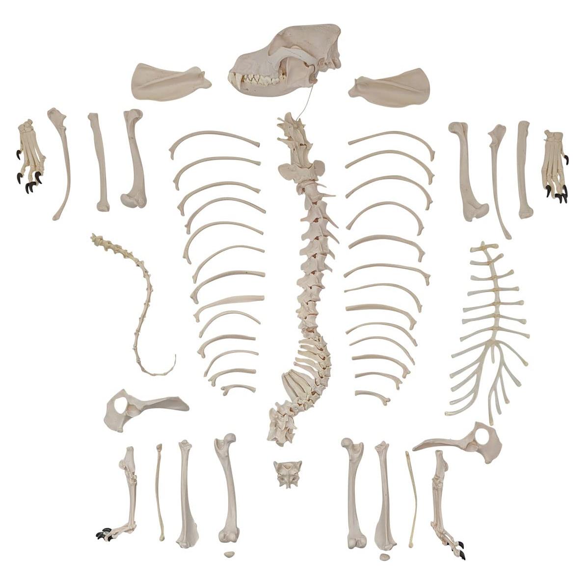 Esqueleto de Perro Desarticulado Axis Scientific - Modelo Educativo