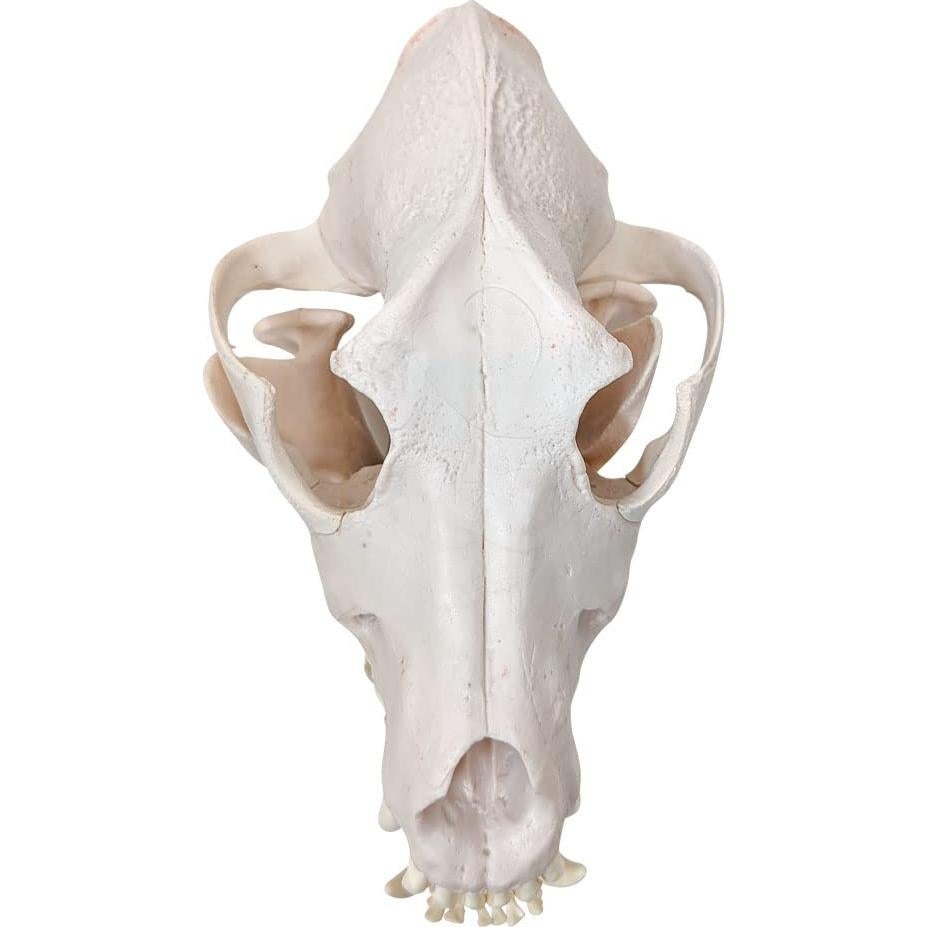 Esqueleto de Perro Desarticulado Axis Scientific - Modelo Educativo