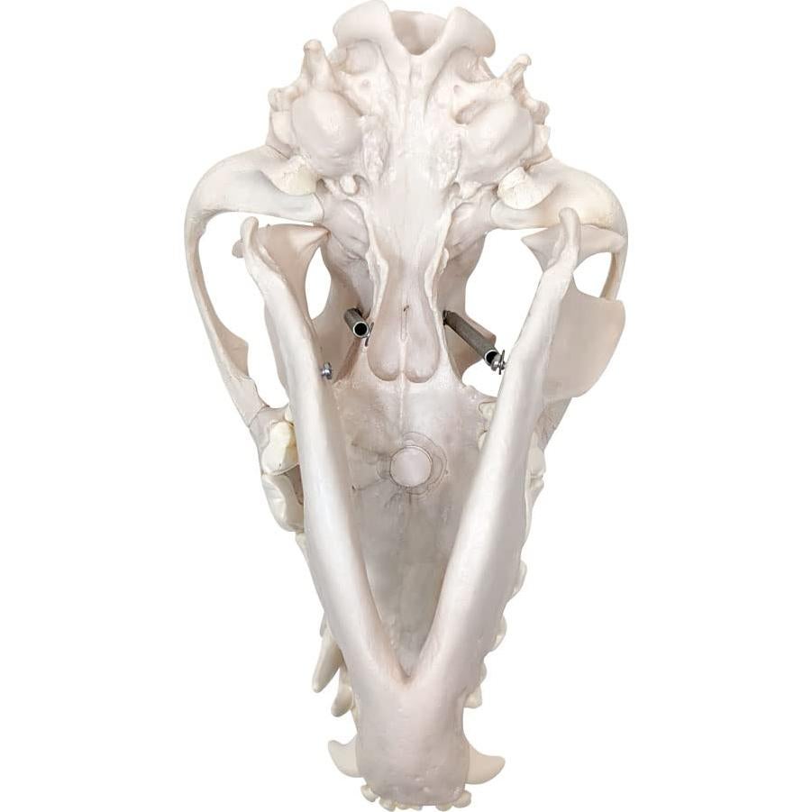 Esqueleto de Perro Desarticulado Axis Scientific - Modelo Educativo