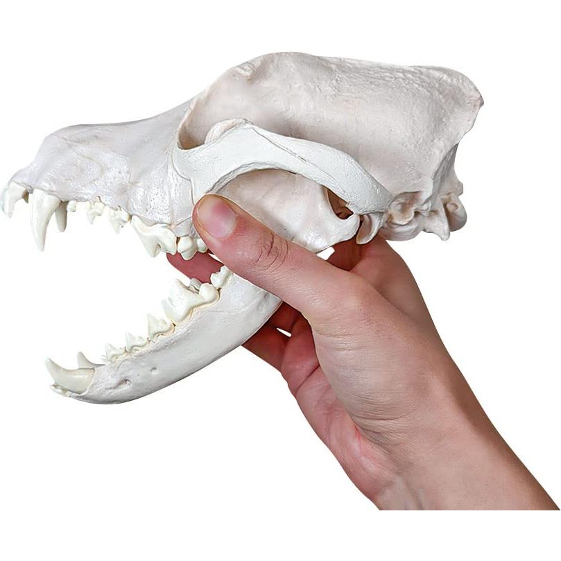 Esqueleto de Perro Desarticulado Axis Scientific - Modelo Educativo
