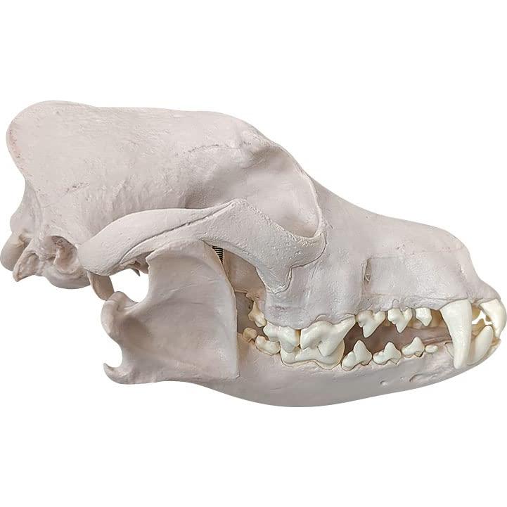 Esqueleto de Perro Desarticulado Axis Scientific - Modelo Educativo