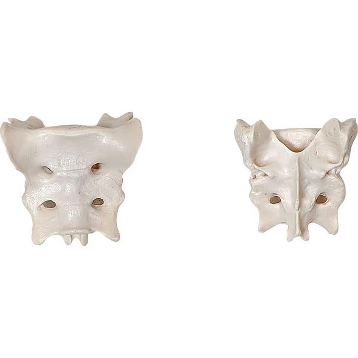 Esqueleto de Perro Desarticulado Axis Scientific - Modelo Educativo