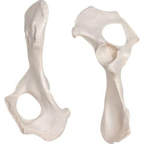 Esqueleto de Perro Desarticulado Axis Scientific - Modelo Educativo