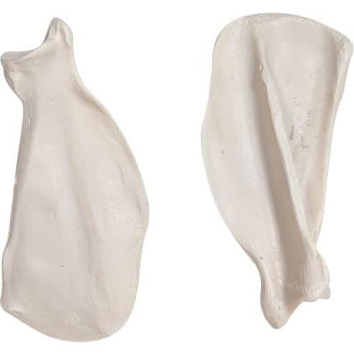 Esqueleto de Perro Desarticulado Axis Scientific - Modelo Educativo