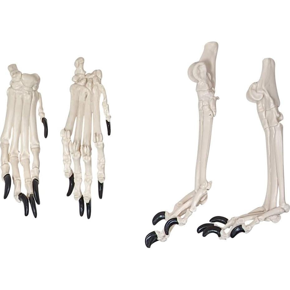 Esqueleto de Perro Desarticulado Axis Scientific - Modelo Educativo