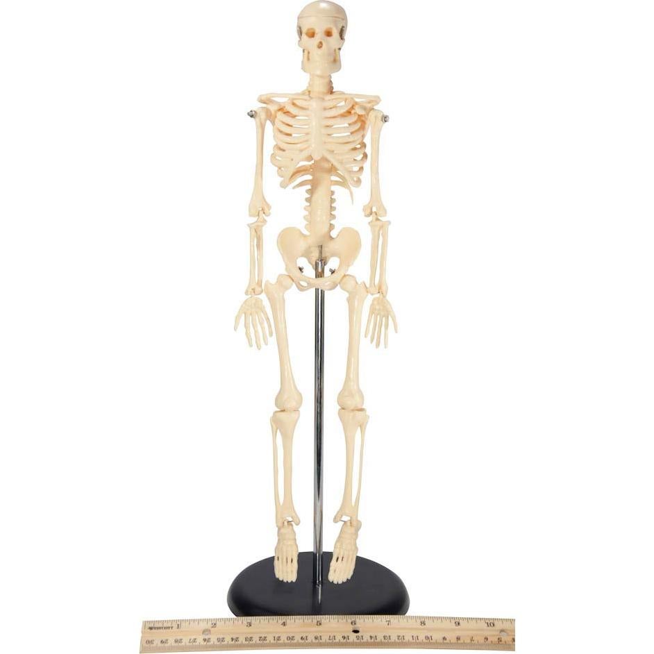 Esqueleto Inicial de Plástico Anatomical Worldwide 43 cm