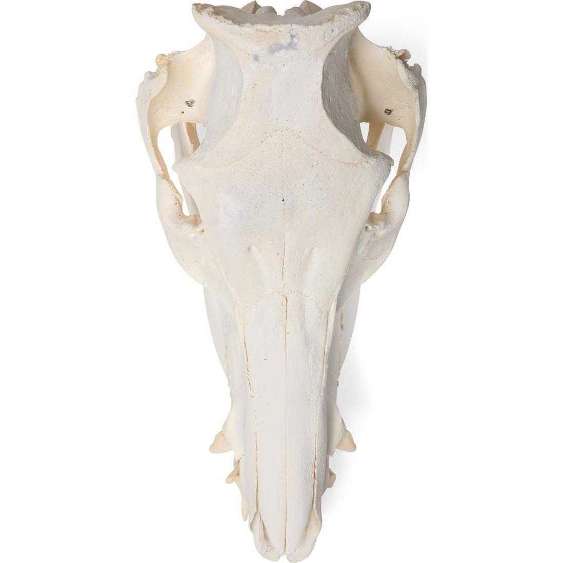 Esqueleto Inicial de Plástico Anatomical Worldwide 43 cm