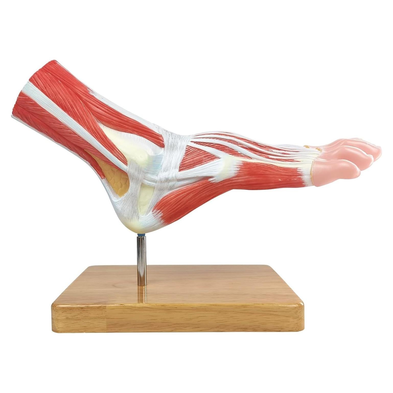 Modelo Anatómico del Pie Humano EVOTECH SCIENTIFIC 21.5cm