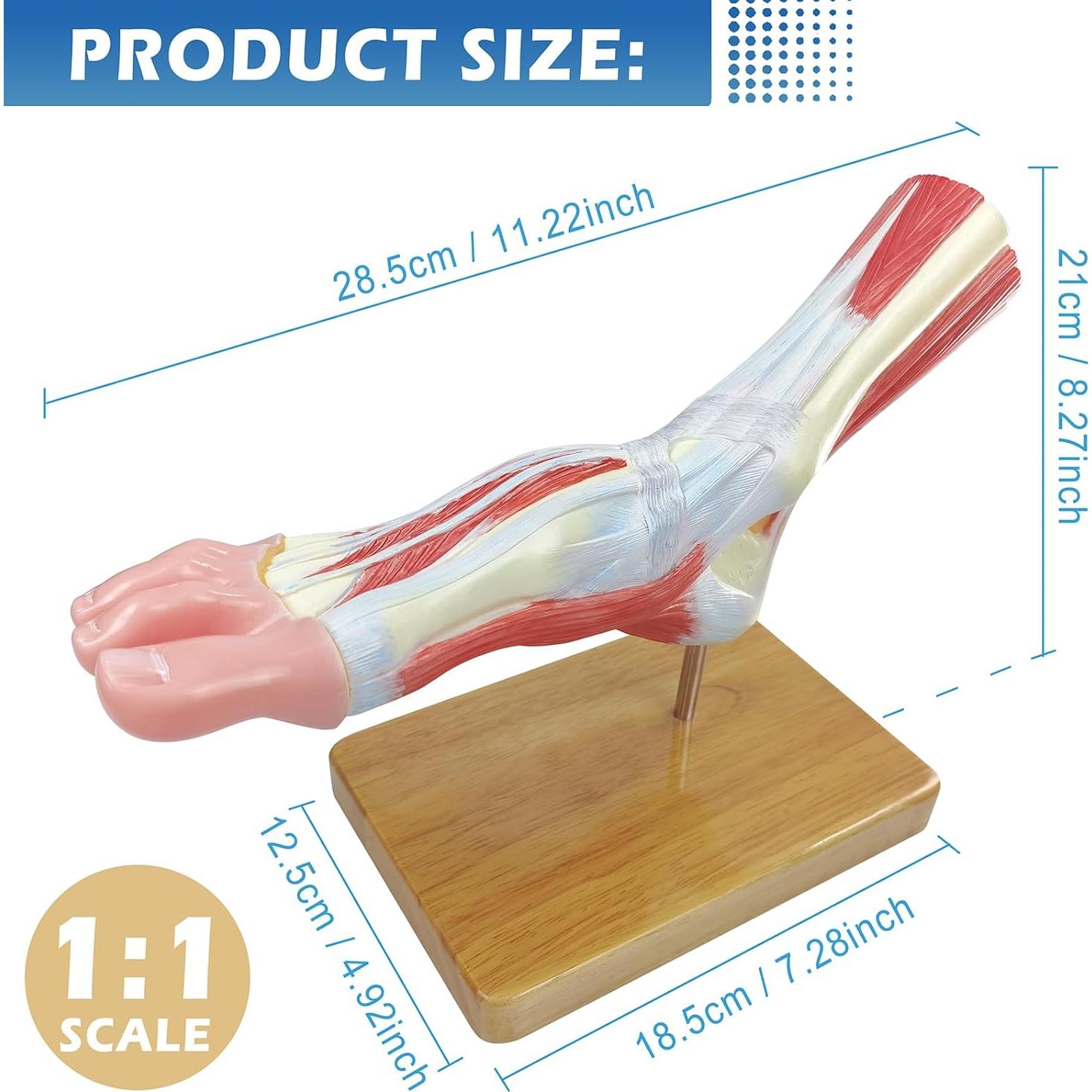 Modelo Anatómico del Pie Humano EVOTECH SCIENTIFIC 21.5cm