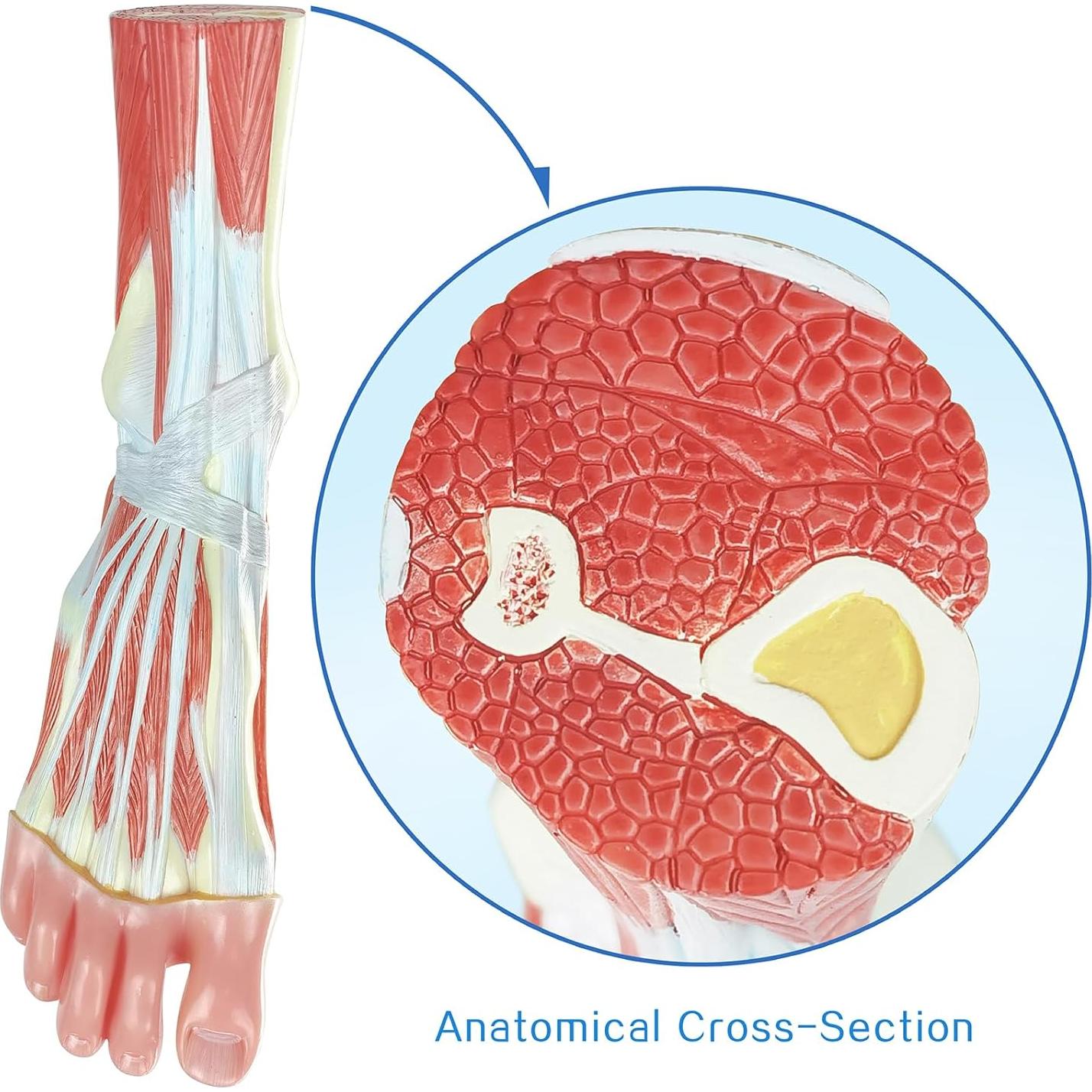 Modelo Anatómico del Pie Humano EVOTECH SCIENTIFIC 21.5cm