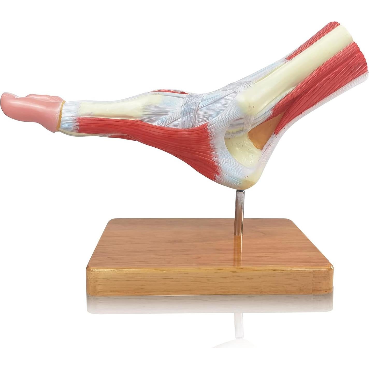 Modelo Anatómico del Pie Humano EVOTECH SCIENTIFIC 21.5cm