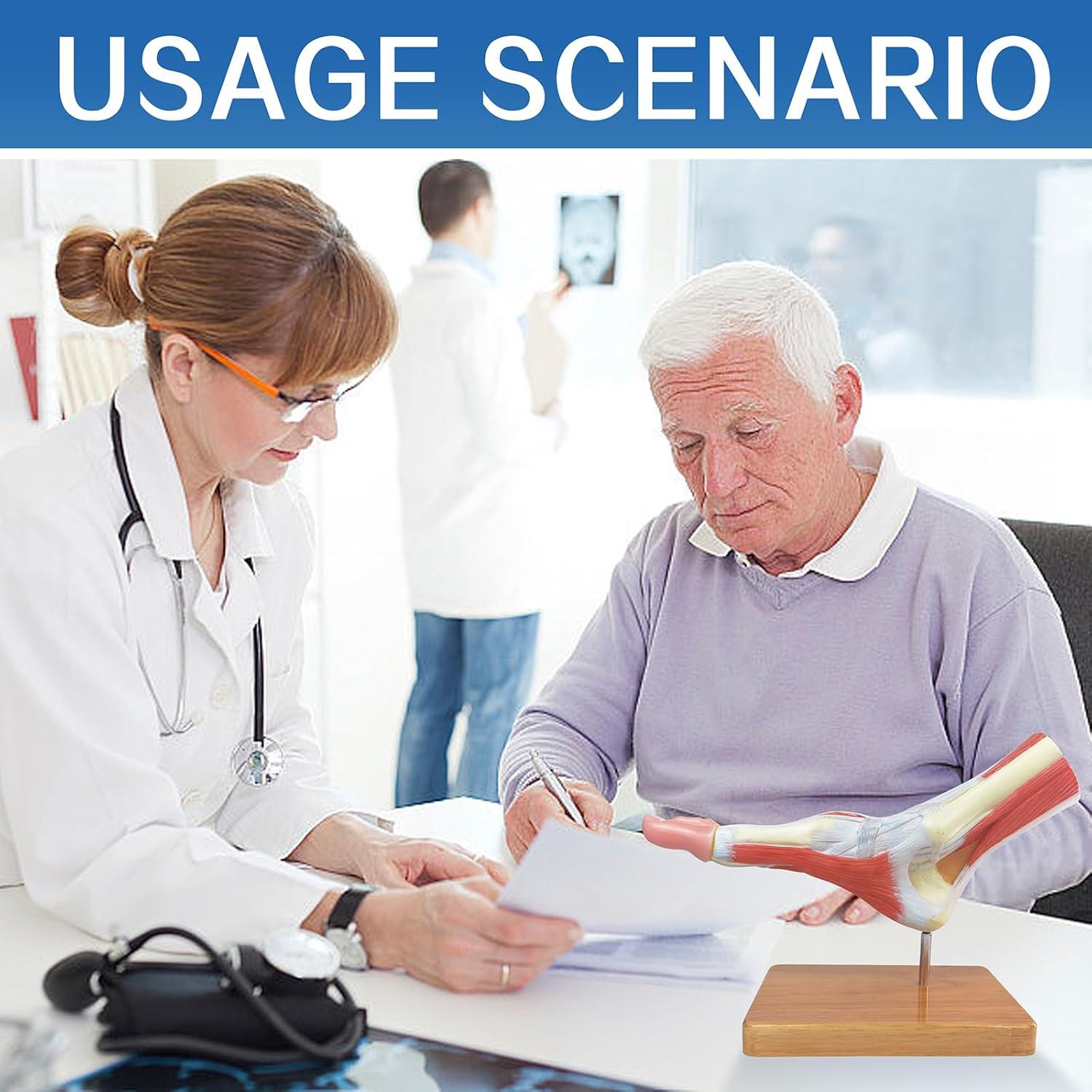 Modelo Anatómico del Pie Humano EVOTECH SCIENTIFIC 21.5cm